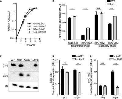 Differential Regulation of CsrC and CsrB by CRP-cAMP in Salmonella enterica